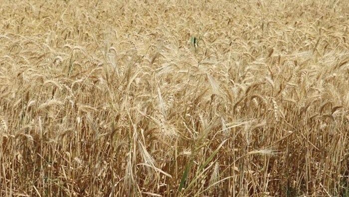 Wheat harvest season begins in the Wilayat of Adam