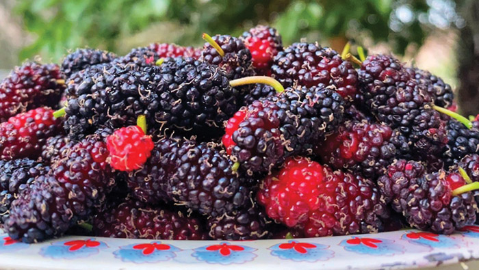 Harvest of mulberries in Wilayat Mahadha begins