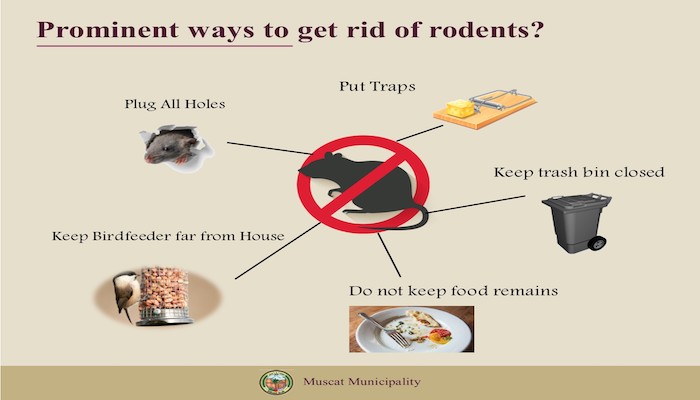 Follow these ways to get rid of rodents