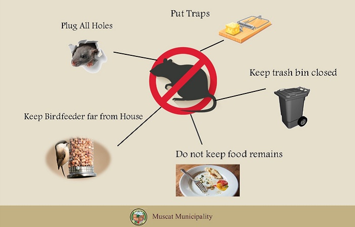 Five methods to get rid of rodents, according to Muscat Municipality