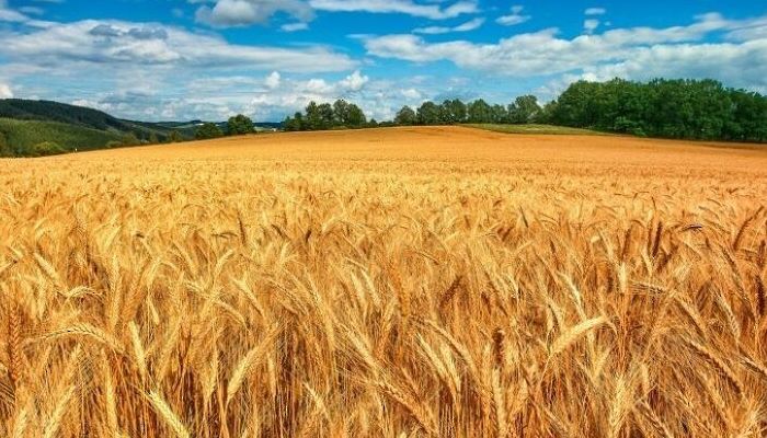 سوفكون: محصول القمح الروسي سيبلغ مستوى قياسيا في 2022