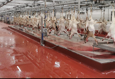 أكثر من ألفي طن إجمالي إنتاج شركة البشائر للحوم