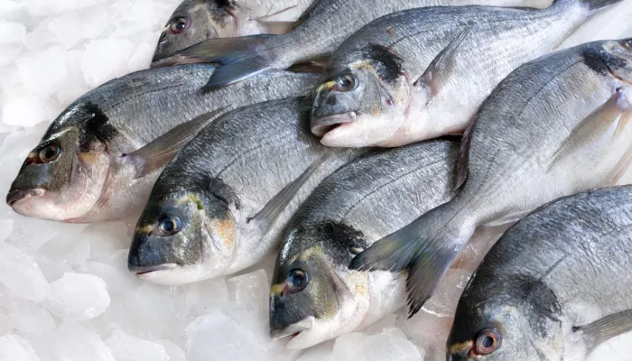حماية المستهلك تنفي تطبيق الضريبة على الأسماك