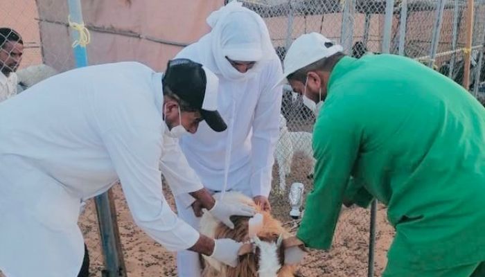 سلطنة عُمان تحتفي باليوم العالمي للطبيب البيطري