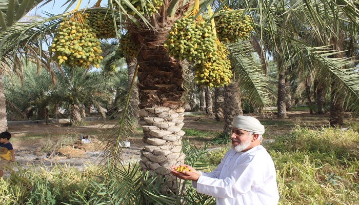 Palm tree fruiting season begins in Oman