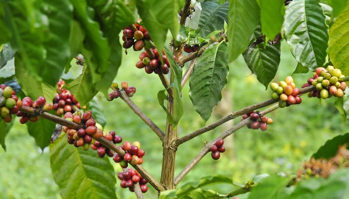 حكاية القهوة ….. من الشجرة إلى الفنجان