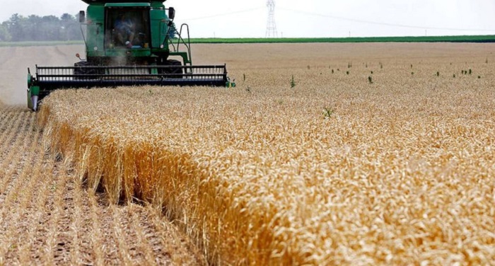 India bans wheat export with immediate effect