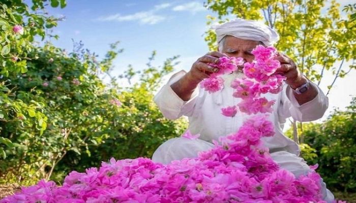 صناعة ماء الورد.. لوحةُ فنية تعبق بأريج الورود الزاهية