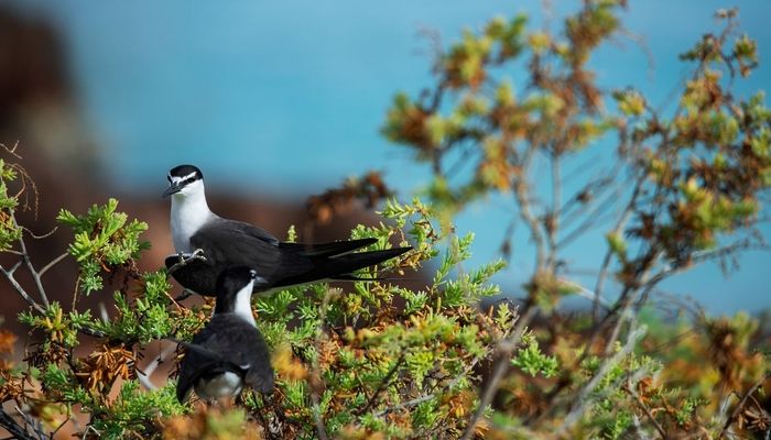 سلطنة عُمان تُشارك دول العالم الاحتفال باليوم العالمي للطيور المهاجرة