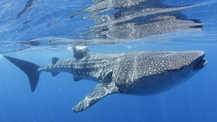 Collisions with large vessels may be factor in whale shark population decline