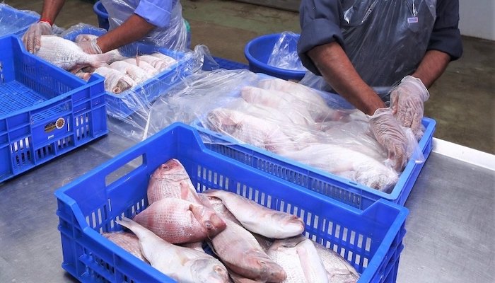 Number of fishery factories increases in Oman