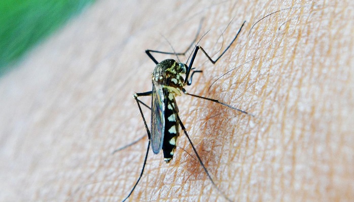 Aedes aegypti control campaign launched in Muscat Governorate