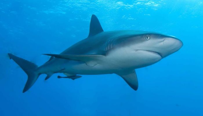 «البيئة» تسلط الضوء على أهمية الحفاظ على أسماك القرش