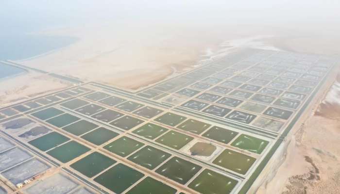 Commercial harvesting of shrimp begins at farming project in Oman