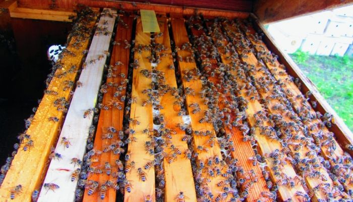 الفاو تؤكد على الجهود التي تبذلها سلطنة عمان  لتطوير تربية النحل