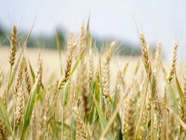 Taliban suspend wheat export citing food scarcity
