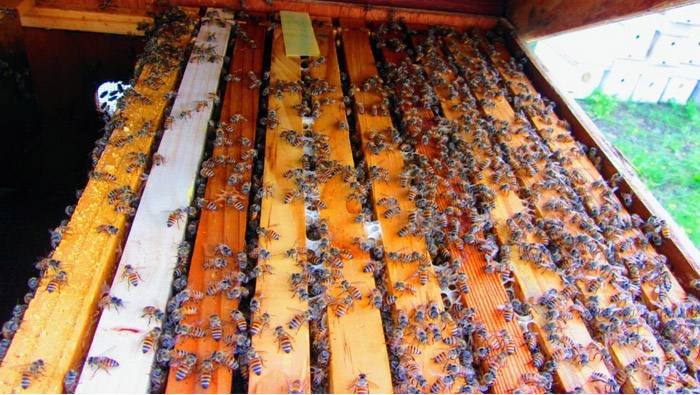 FAO praises efforts made by Oman for beekeeping