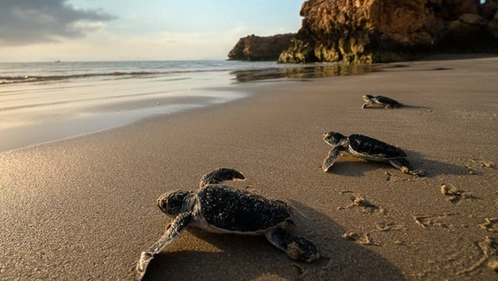 Strategy to protect marine life, sea turtles gets a fillip in Oman