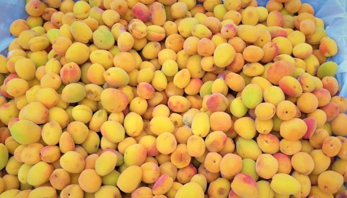 Apricot harvest begins in Oman