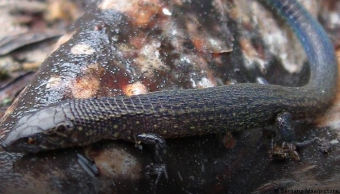 Two new species of lizards discovered