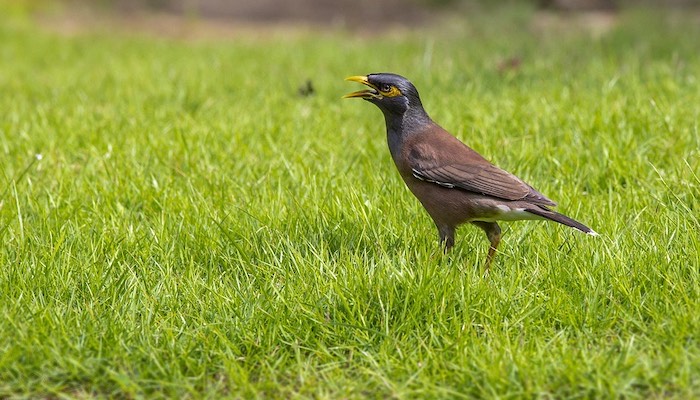 EA issues clarification on invasive bird species in Oman