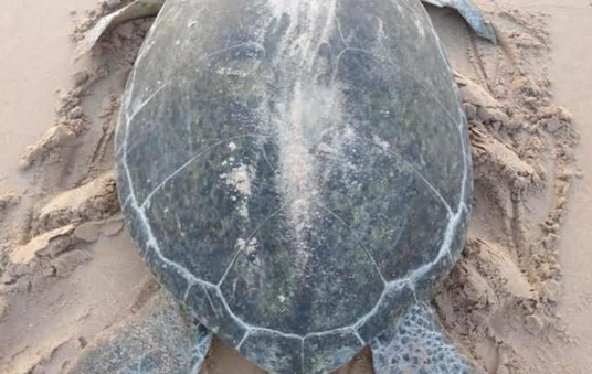 A turtle returns to nest in Oman after 31 years