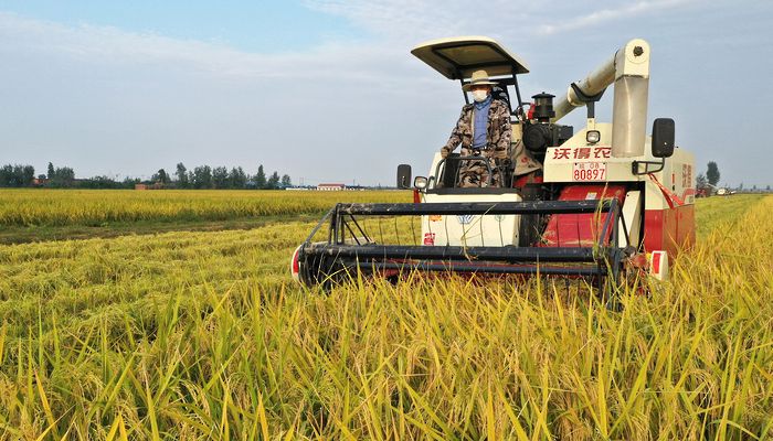 تراجع أسعار القمح مع تقدم موسم الحصاد في الصين