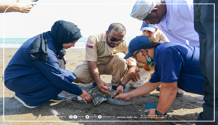 Rescued green sea turtle returned to sea