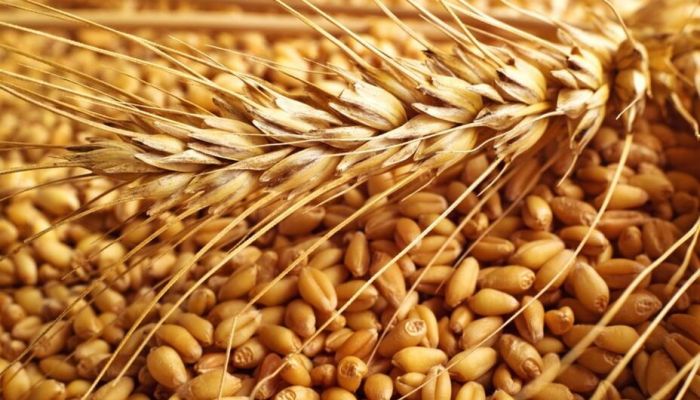الإمارات توقف تصدير القمح الهندي لمدة 4 أشهر
