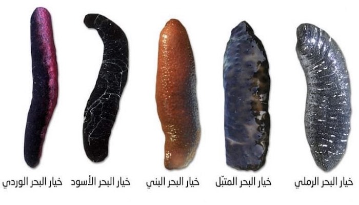 Sea cucumber trading banned in Oman