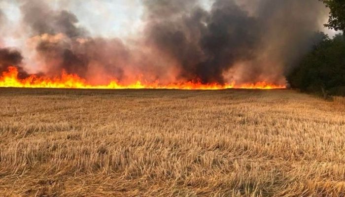 موجة الحر والحرائق تهدد محصول الحبوب في تونس