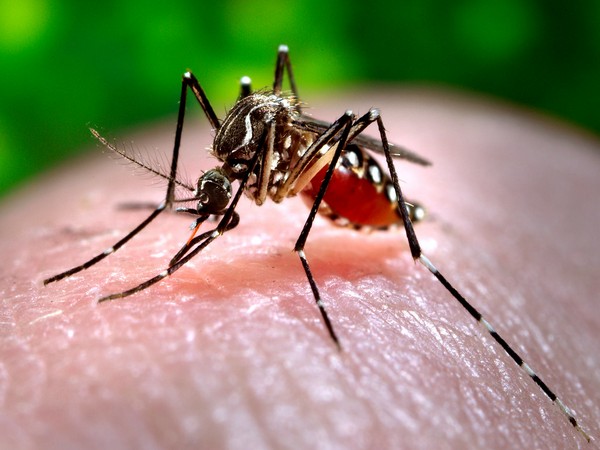 Dengue fever infections in Laos rise to 4,087