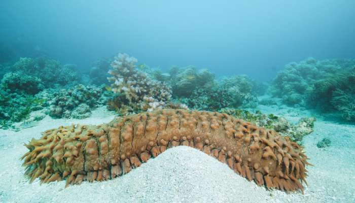 Do you know sea cucumbers can teach us about self-defence?