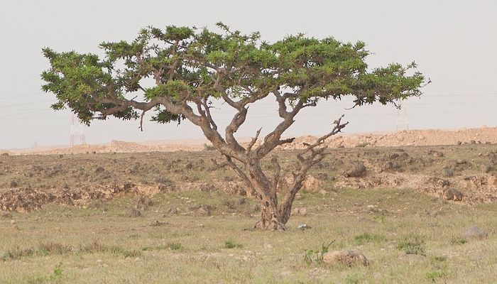 دراسة بحثية تكشفُ عن أول جينوم لشجرة اللبان العُماني والتاريخ التطوري لها