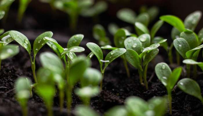 Food can be produced without sunlight via artificial photosynthesis