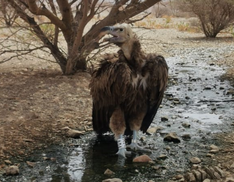 Environment Authority releases eagle after rehabilitation