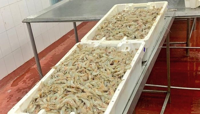 Over 400 kg of shrimp seized in Oman