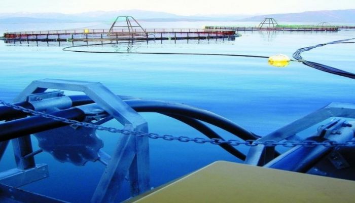 مشروع لاستزراع الأسماك الزعنفية بالسيب بتكلفة 30 مليون ريال