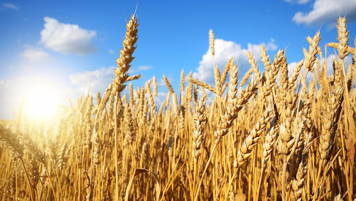 Oman government gives wheat subsidy to this company