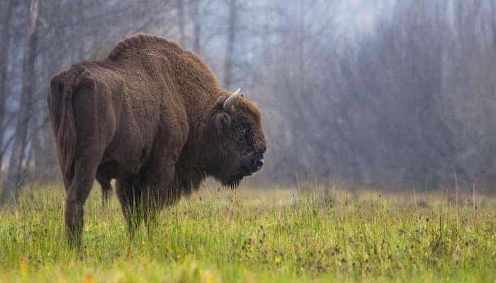 Wild Bison Return To Uk For First Time In Thousands Of Years Times Of Oman Times Of Oman 7212