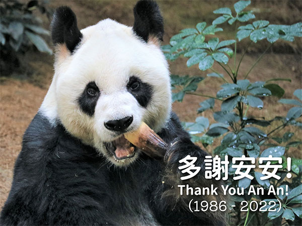 'RIP An An': Love pours in from around world after oldest male giant panda dies