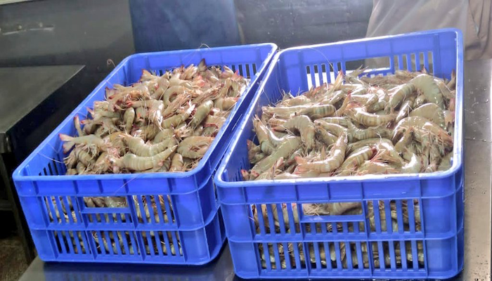 Over 100 kilos of shrimp, illegal fishing nets seized in Oman