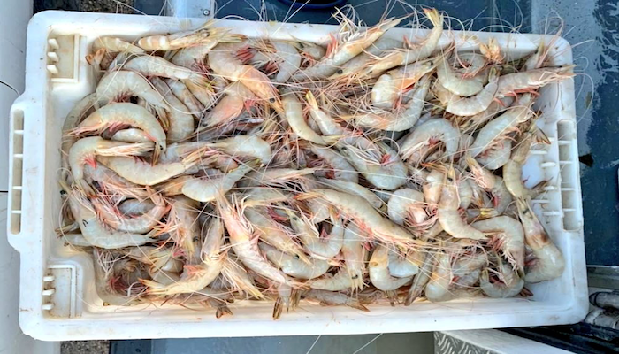 1,000 kilos of shrimp seized in Muscat