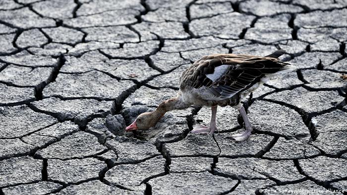 Serious drought hitting Europe, wider world