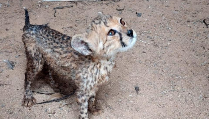 Environment Authority thwarts smuggling of wild animals
