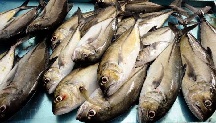 OMR36mn worth fish produced in Dhofar in 2021