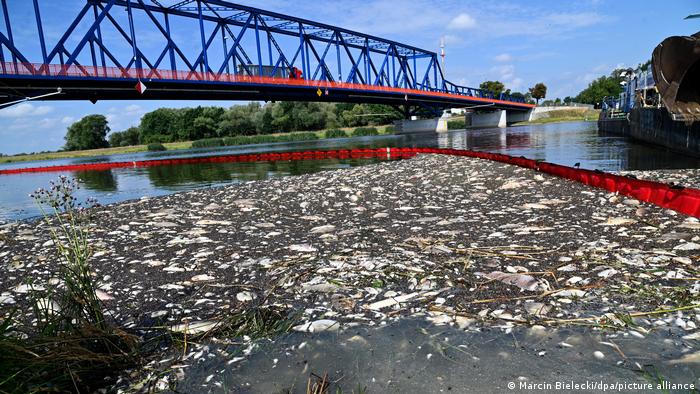 Mysterious mass fish kill in Oder River: Climate change or poison?