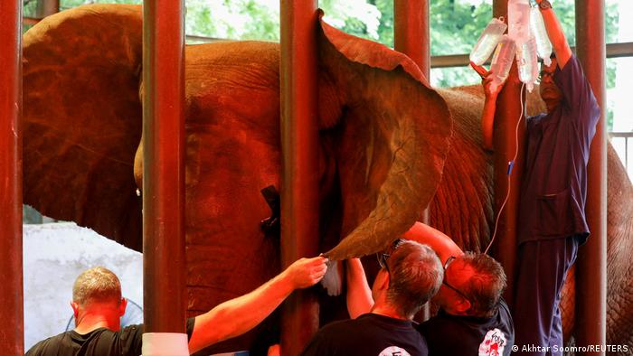 Pakistan: Elephant treated after years of dental pain