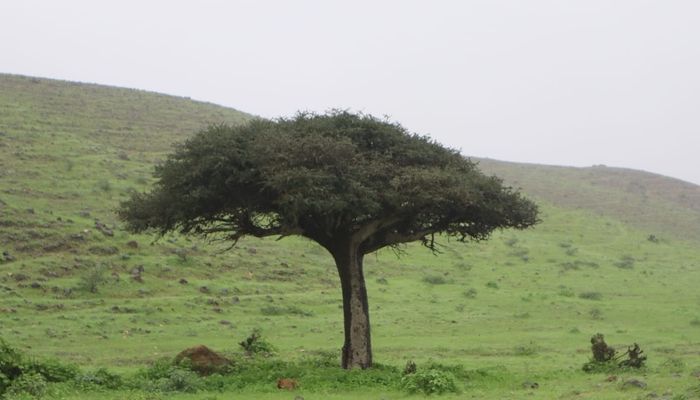 شجرة في ظفار مهددة بالانقراض وتحتاج 80 سنة للنمو..تعرف عليها