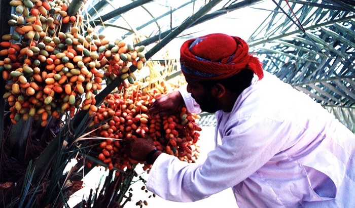 Omani date farmers get a boost from scorching summer heat